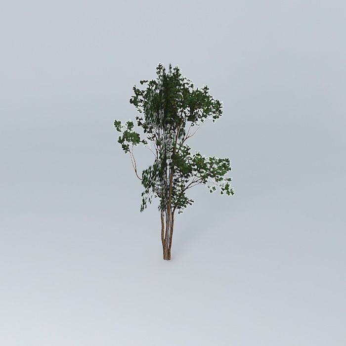 Brigalow Acacia harpophylla 4 Free 3D model_1