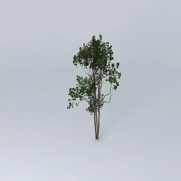 Brigalow Acacia harpophylla 4 Free 3D model_0