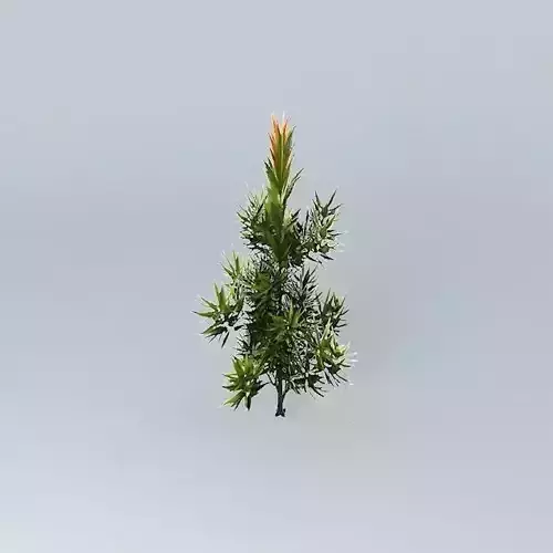 Saw Banksia Banksia serrata 2