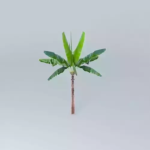 Babana Palm Tree Free 3D model