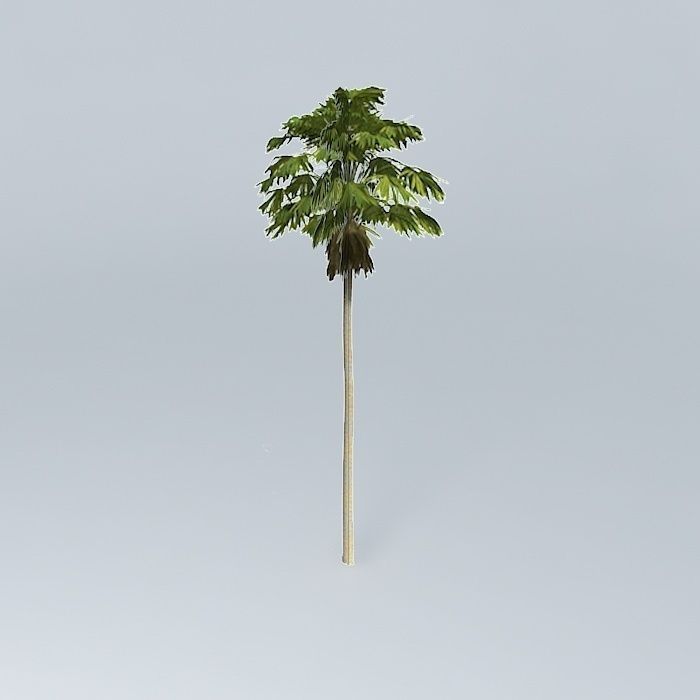 Australian Cabbage Palm Livistona australis 3 Free 3D model_1