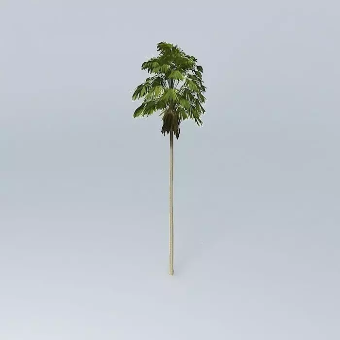 Australian Cabbage Palm Livistona australis 3 Free 3D model_0