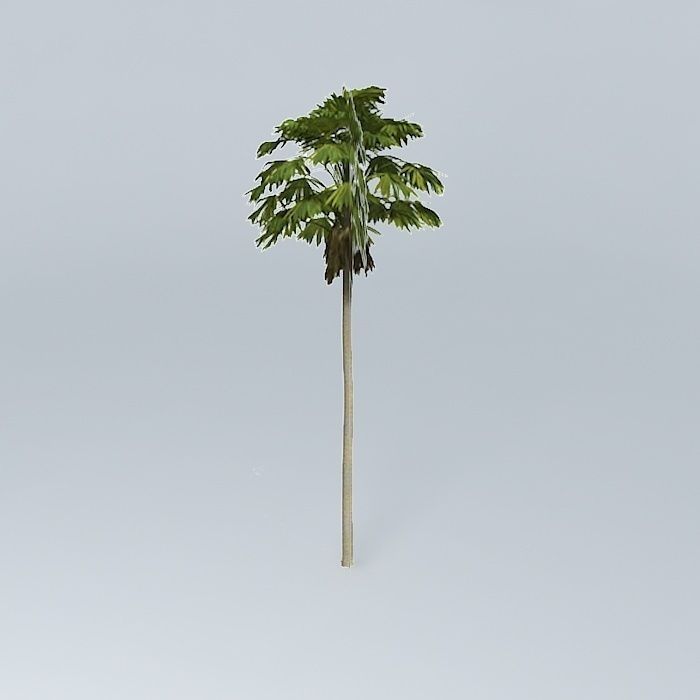 Australian Cabbage Palm Livistona australis 3 Free 3D model_2