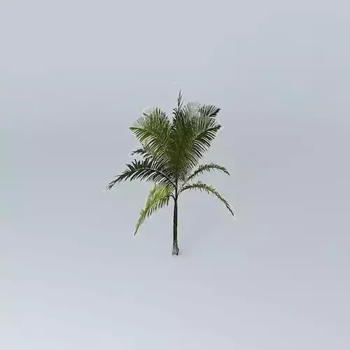 King Palm Archontophoenix alexandrae 01