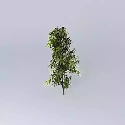 Saw Banksia Banksia serrata 1