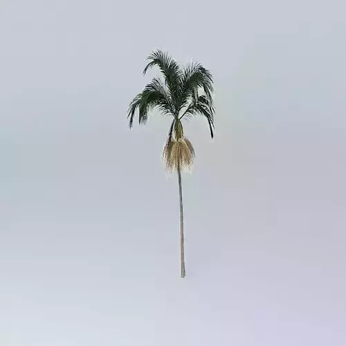 Bangalow Palm Archontophoenix cunninghamia 1