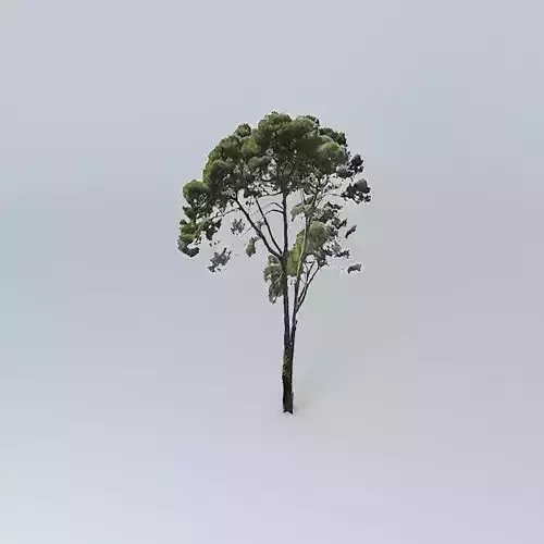 Maritime Pine Tree Free 3D model