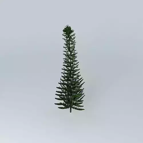 Norfolk Island Pine 1