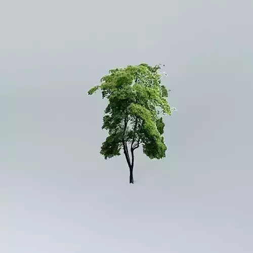 Eucalyptus RadiataTree