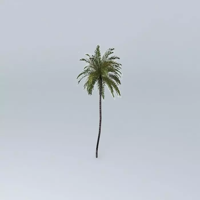 Coconut Palm Cocos nucifera Free 3D model_0