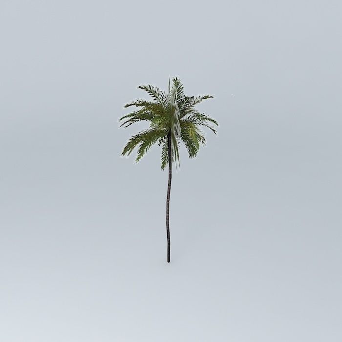 Coconut Palm Cocos nucifera Free 3D model_2
