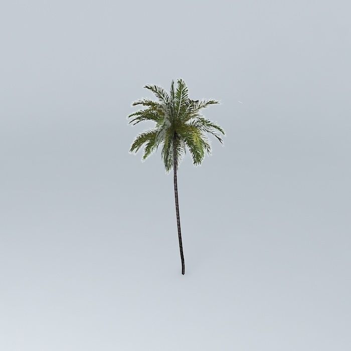 Coconut Palm Cocos nucifera Free 3D model_1