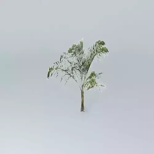 Queen Palm Tree Free 3D model