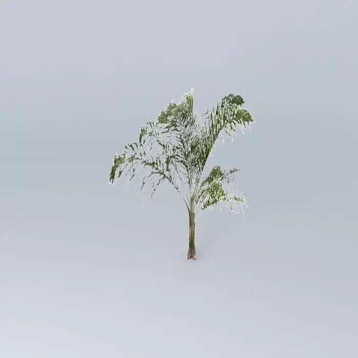 Queen Palm Tree Free 3D model_0