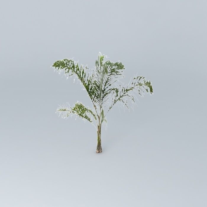 Queen Palm Tree Free 3D model_2