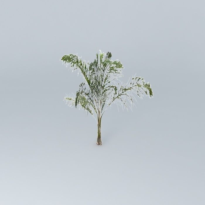 Queen Palm Tree Free 3D model_1