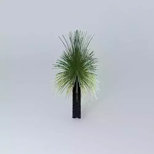 Australian Grass Tree Xanthorroea preissii 1