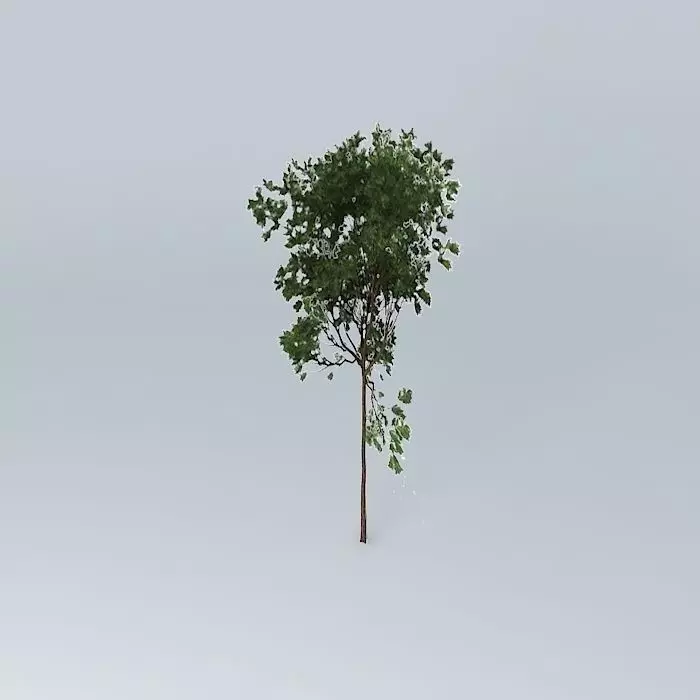 Brigalow Acacia harpophylla 3 Free 3D model_0