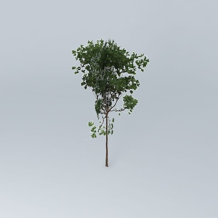 Brigalow Acacia harpophylla 3 Free 3D model_1