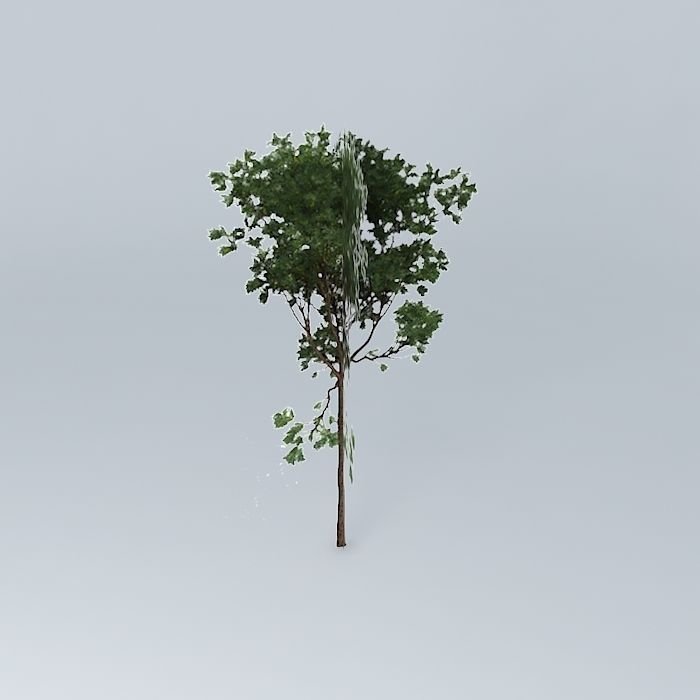 Brigalow Acacia harpophylla 3 Free 3D model_2