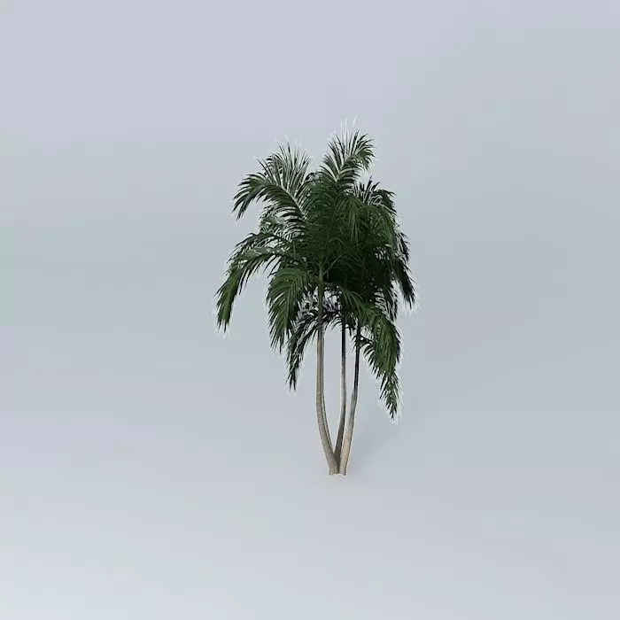 Bangalow Palm Archontophoenix cunninghamia 4 Free 3D model_0