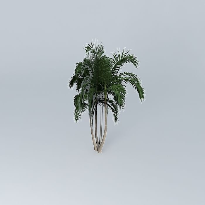 Bangalow Palm Archontophoenix cunninghamia 4 Free 3D model_1