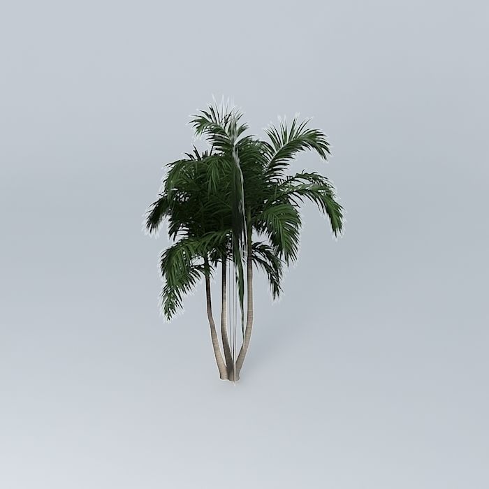 Bangalow Palm Archontophoenix cunninghamia 4 Free 3D model_2