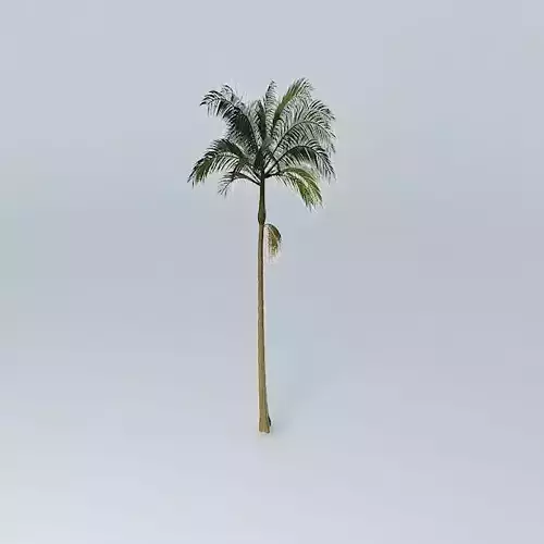 Alexandra Palm Archontophoenix alexandrae 01