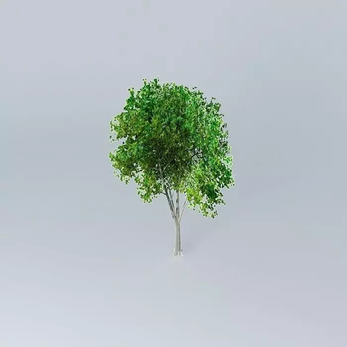 Cappadocian Maple Acer cappadocicum Free 3D model_0