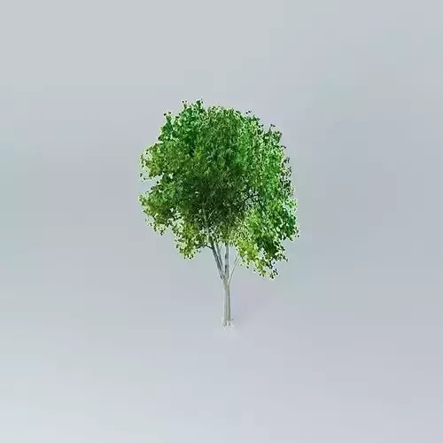Cappadocian Maple Acer cappadocicum Free 3D model