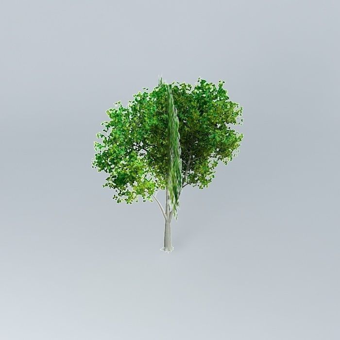 Cappadocian Maple Acer cappadocicum Free 3D model_2