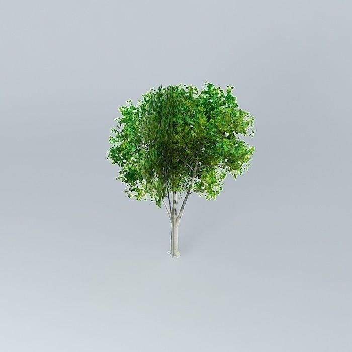 Cappadocian Maple Acer cappadocicum Free 3D model_1