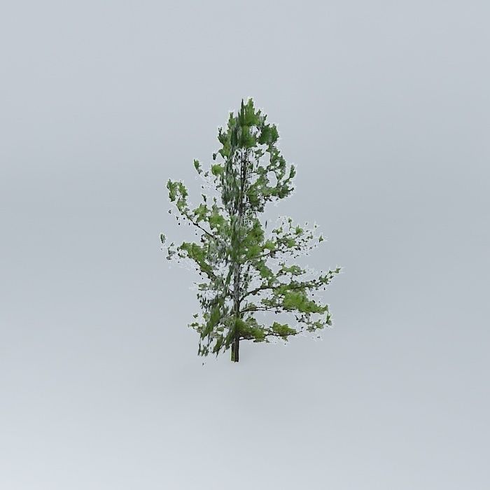 Pine Tree Free 3D model_1