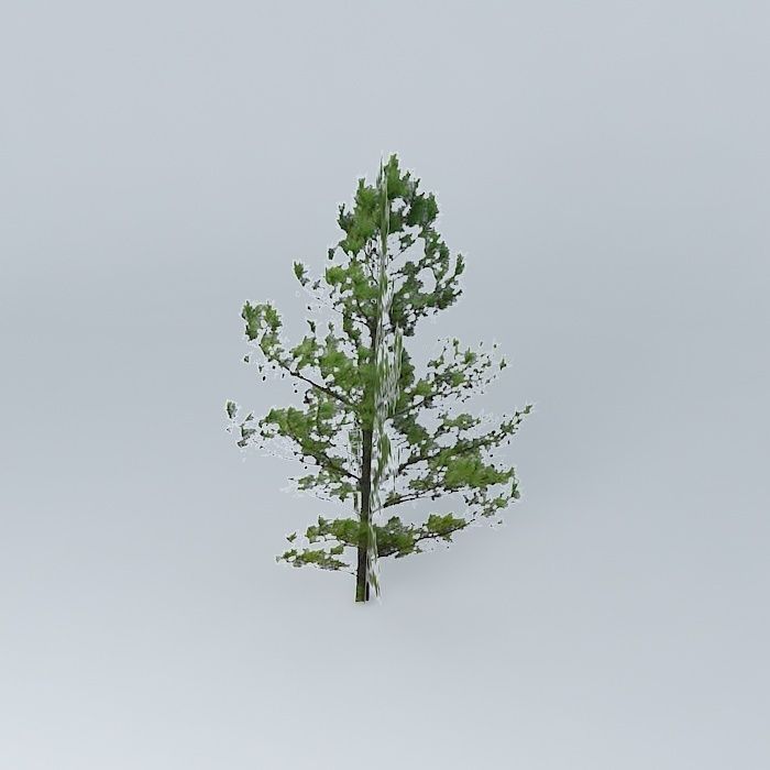 Pine Tree Free 3D model_2