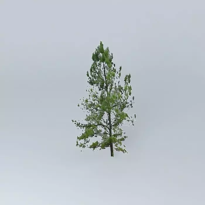Pine Tree Free 3D model_0