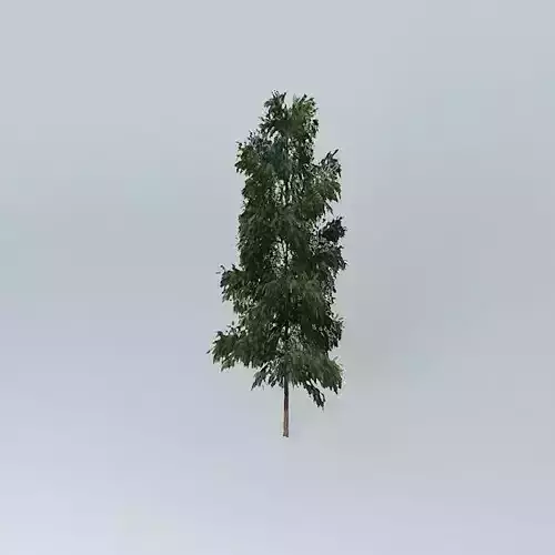 Silky Oak (Grevillea robusta 1 Free 3D model