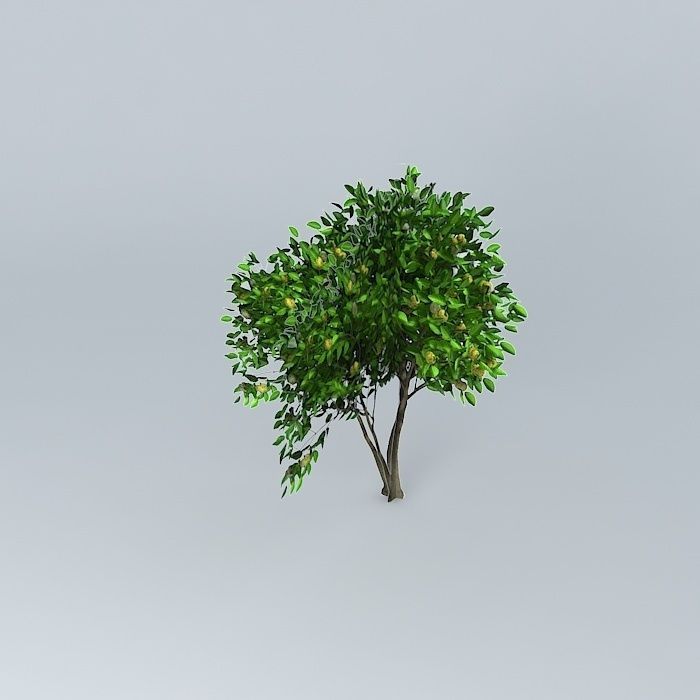 Noni Morinda citrifolia Free 3D model_1