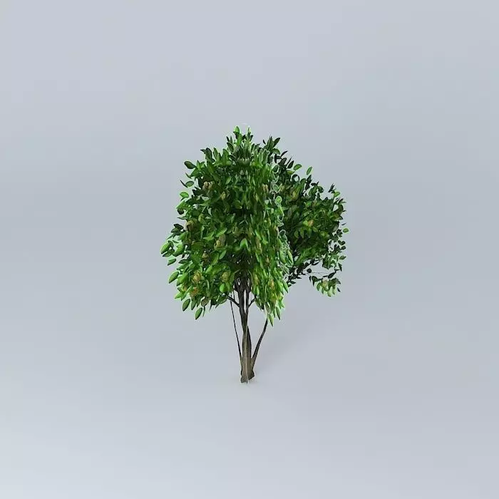 Noni Morinda citrifolia Free 3D model_0