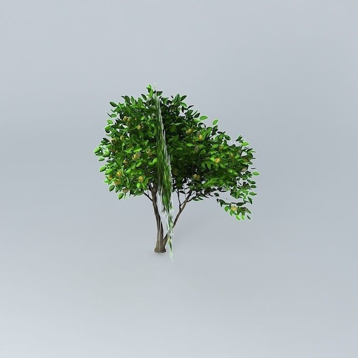 Noni Morinda citrifolia Free 3D model_2