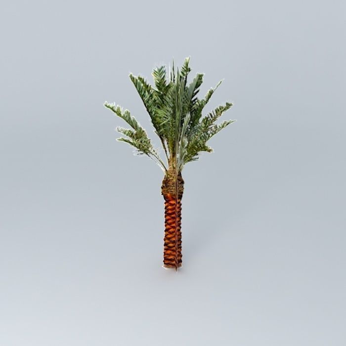 Date Palm Tree Medjool Free 3D model_2