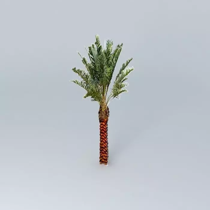 Date Palm Tree Medjool Free 3D model_0