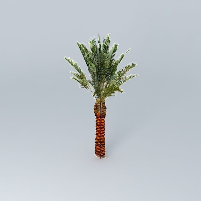 Date Palm Tree Medjool Free 3D model_1
