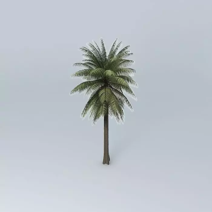Bread Palm Cycas rumphii 01 Free 3D model_0