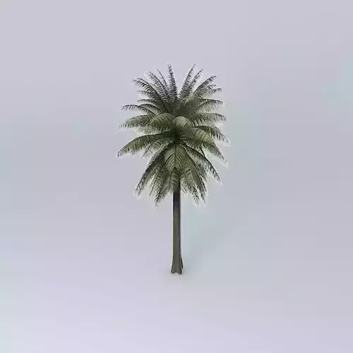 Bread Palm Cycas rumphii 01