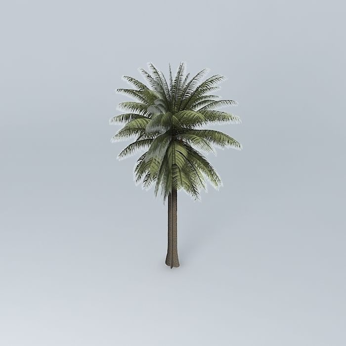 Bread Palm Cycas rumphii 01 Free 3D model_1
