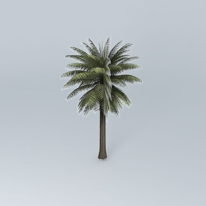 Bread Palm Cycas rumphii 01 Free 3D model_2