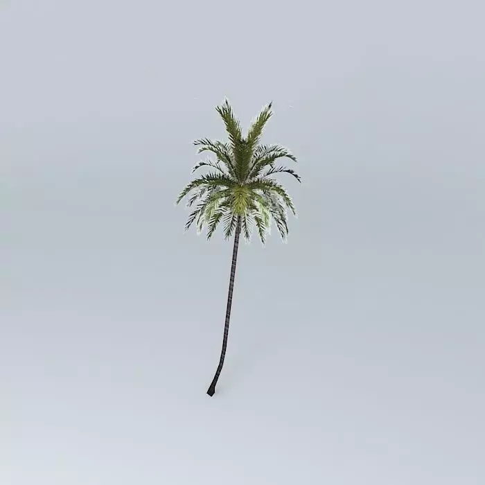 Coconut Palm Cocos nucifera Free 3D model_0