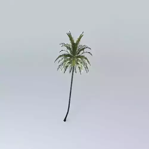 Coconut Palm Cocos nucifera