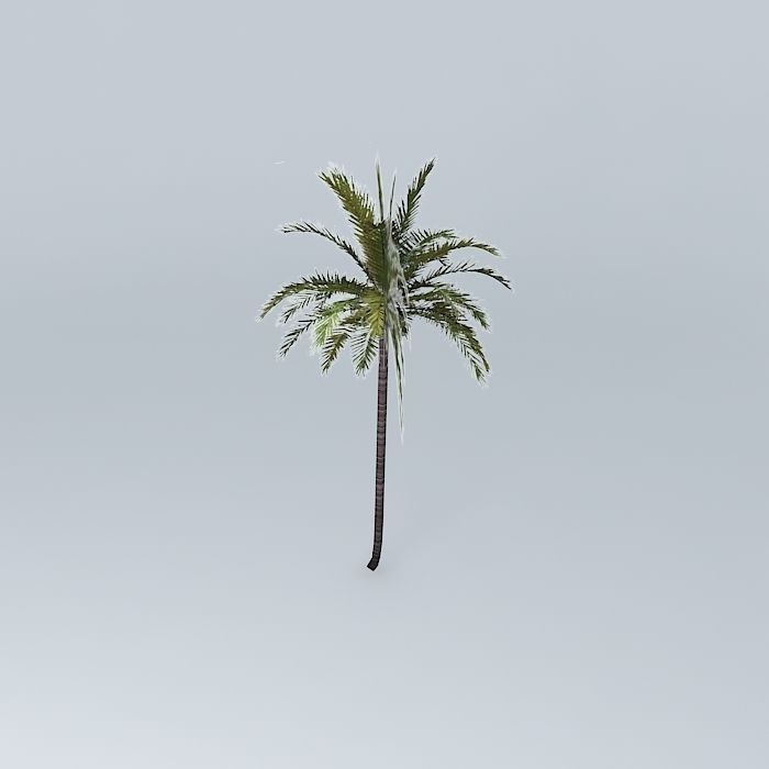 Coconut Palm Cocos nucifera Free 3D model_2