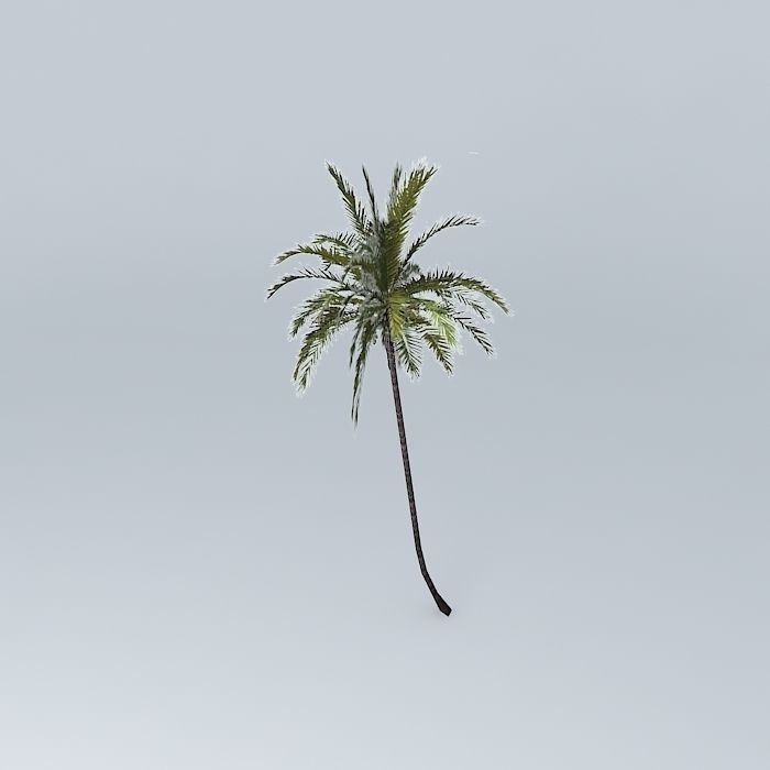 Coconut Palm Cocos nucifera Free 3D model_1